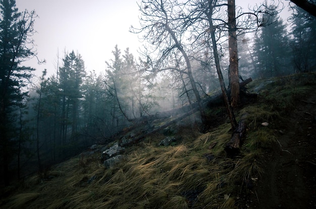 Bäume im Wald bei nebligem Wetter