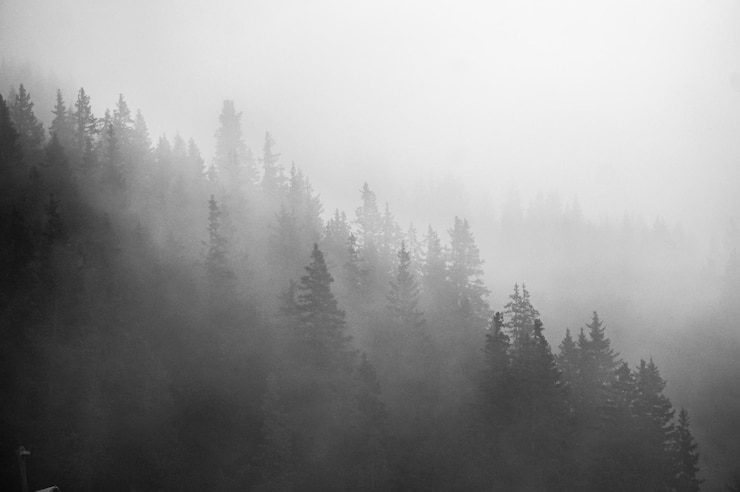 Foto bäume im wald bei nebligem wetter