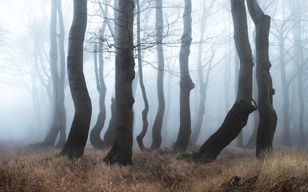 Foto bäume im wald bei nebligem wetter