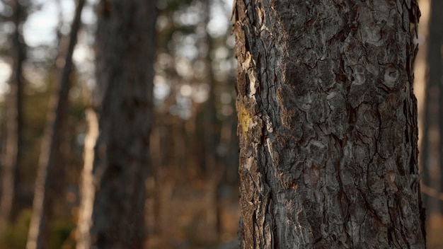 Bäume im Wald bei Tageslicht mit Kopierraum