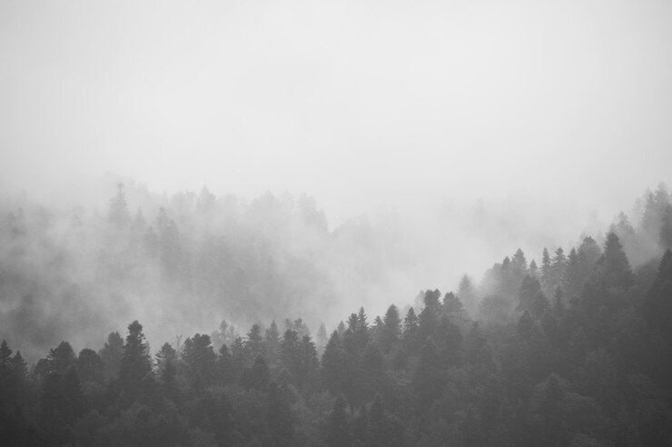 Foto bäume im wald gegen den himmel bei nebligem wetter