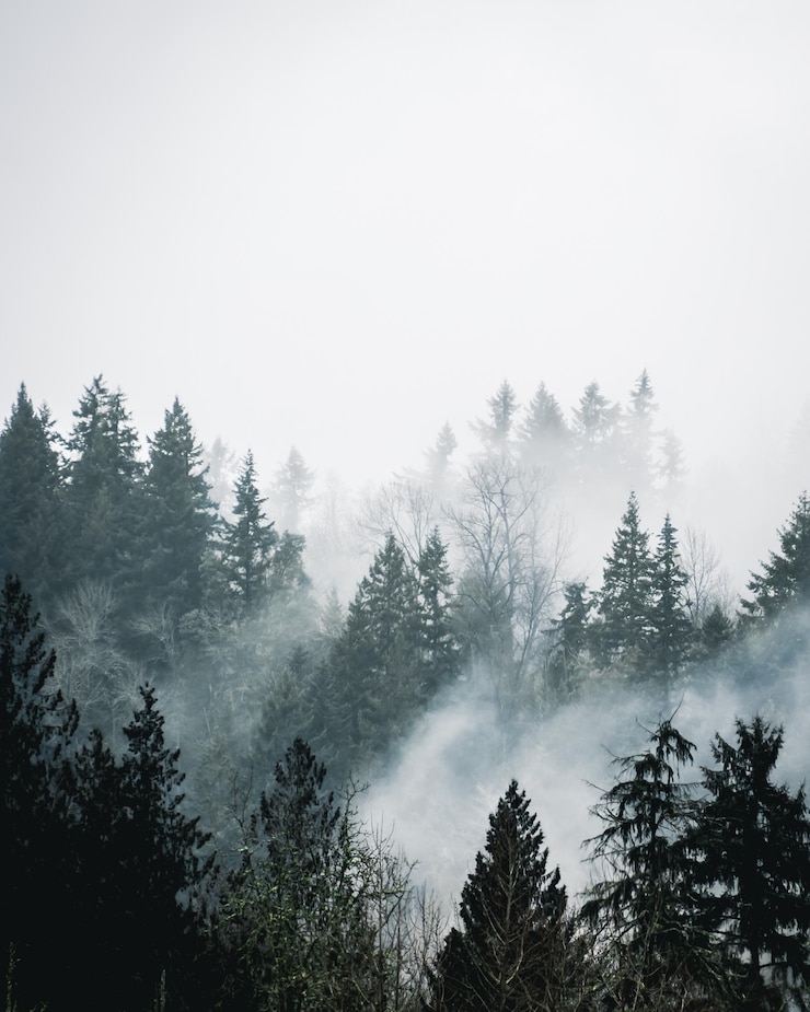 Foto bäume im wald gegen den himmel bei nebligem wetter