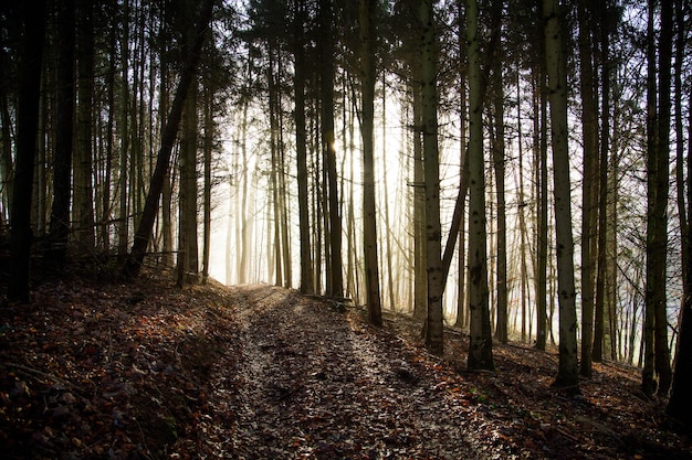 Bäume im Wald gegen den Himmel