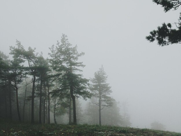 Foto bäume im wald gegen den himmel