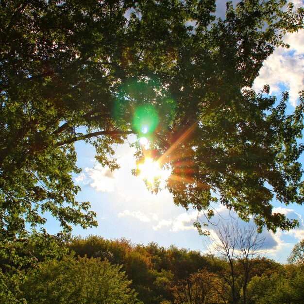 Foto bäume im wald gegen den himmel