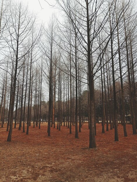 Foto bäume im wald gegen den himmel