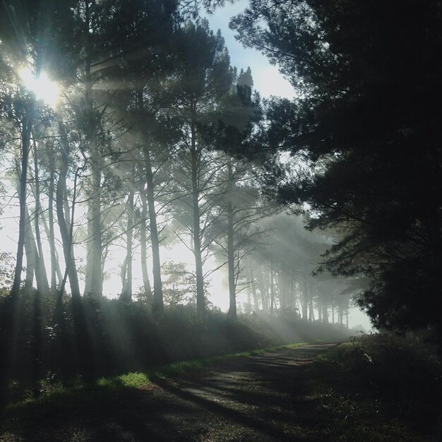 Bäume im Wald gegen den Himmel