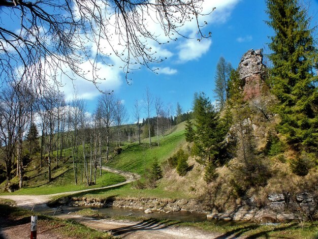 Foto bäume im wald gegen den himmel