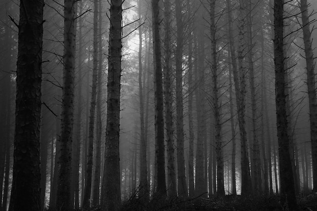 Bäume im Wald gegen den Himmel