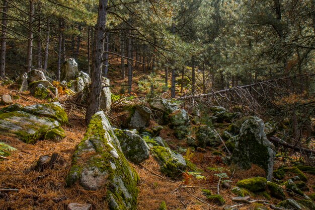 Foto bäume im wald gegen den himmel