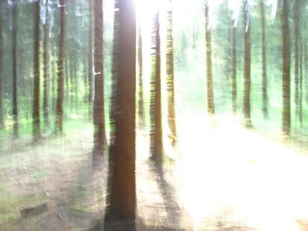 Bäume im Wald gegen den Himmel