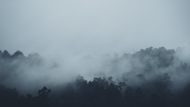 Foto bäume im wald gegen den himmel