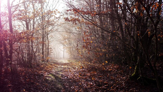 Foto bäume im wald im herbst