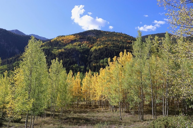 Bäume im Wald im Herbst