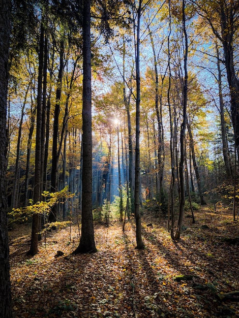 Bäume im Wald im Herbst
