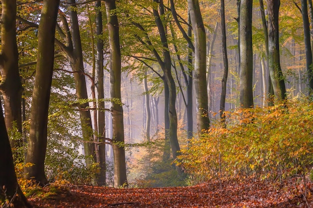 Bäume im Wald im Herbst