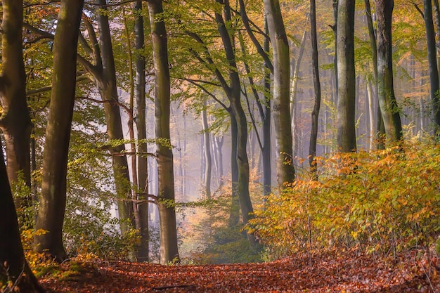 Foto bäume im wald im herbst