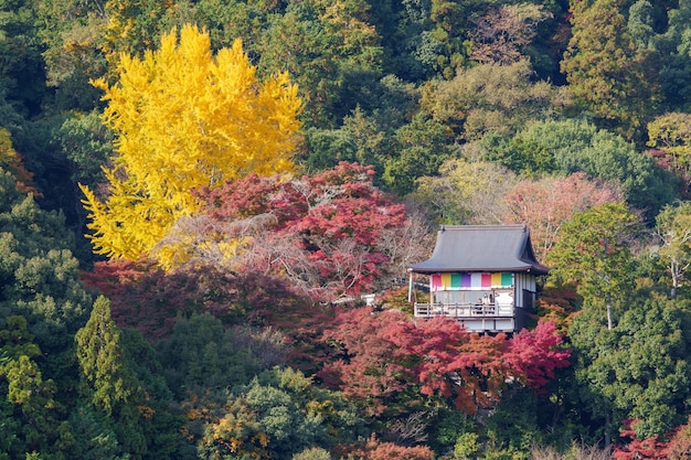 Foto bäume im wald im herbst