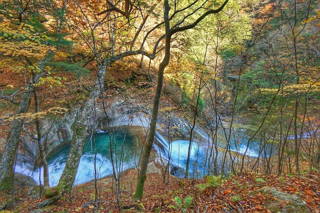 Foto bäume im wald im herbst