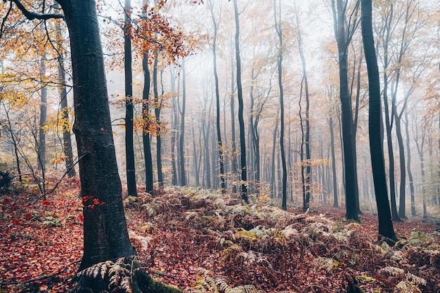 Bäume im Wald im Herbst