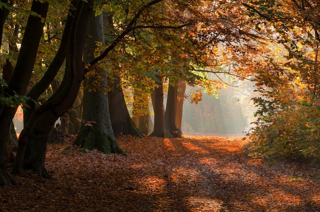 Foto bäume im wald im herbst