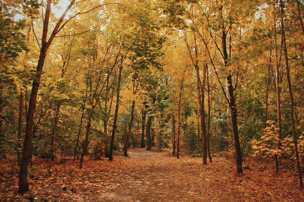 Foto bäume im wald im herbst