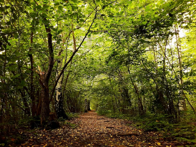 Bäume im Wald im Herbst