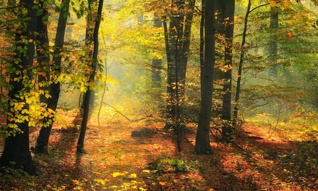 Bäume im Wald im Herbst