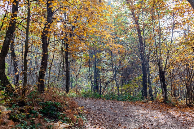 Foto bäume im wald im herbst