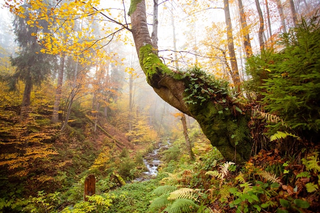 Foto bäume im wald im herbst