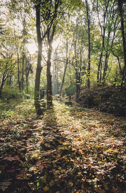 Foto bäume im wald im herbst