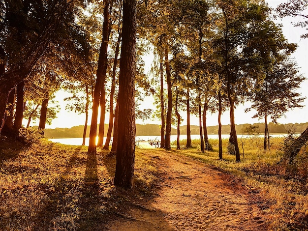 Bäume im Wald im Herbst