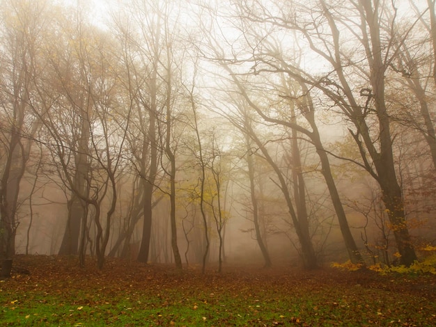 Foto bäume im wald im herbst