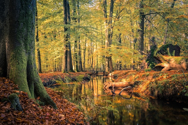 Bäume im Wald im Herbst