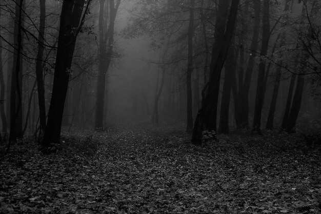 Bäume im Wald im Herbst