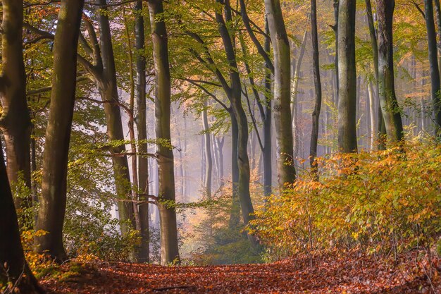 Foto bäume im wald im herbst