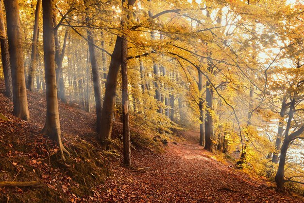 Bäume im Wald im Herbst