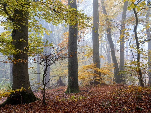 Foto bäume im wald im herbst