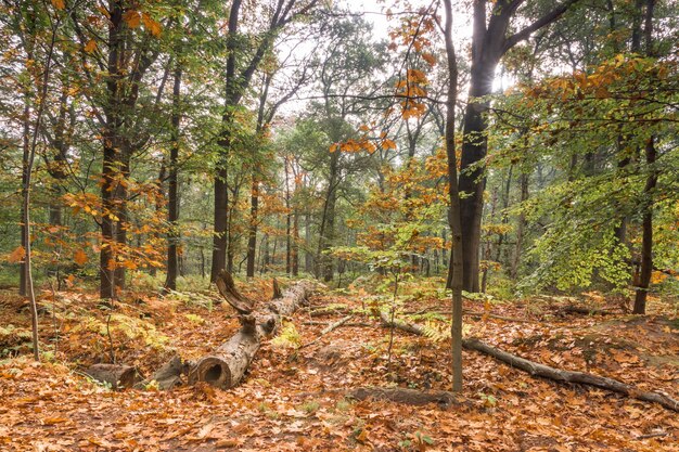 Bäume im Wald im Herbst