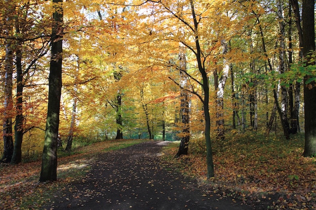 Foto bäume im wald im herbst