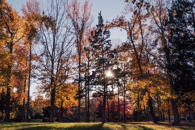 Bäume im Wald im Herbst