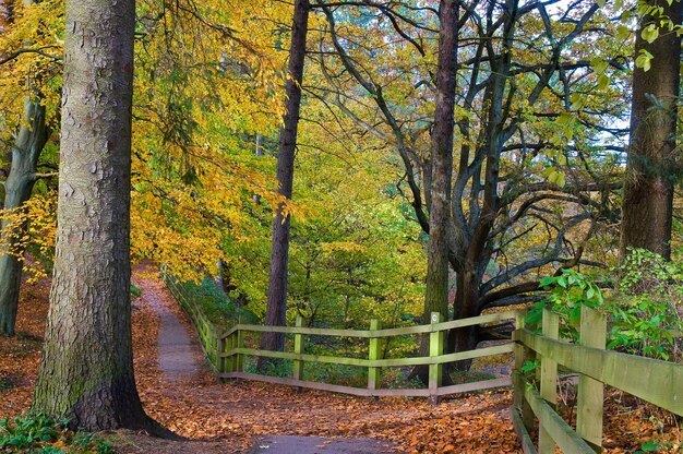 Foto bäume im wald im herbst