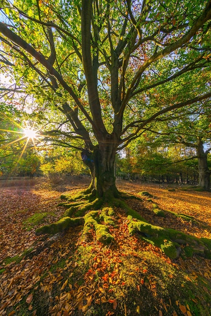 Foto bäume im wald im herbst