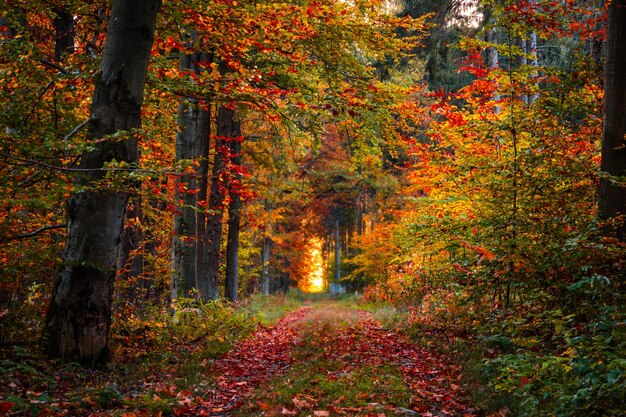 Foto bäume im wald im herbst.