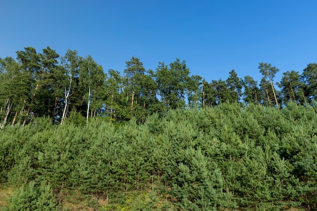 Bäume im Wald im Sommer