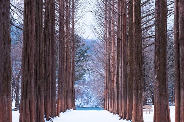 Foto bäume im wald im winter