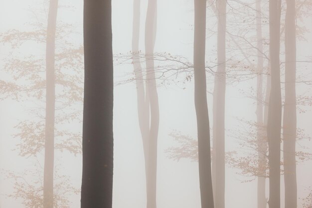 Foto bäume im wald im winter