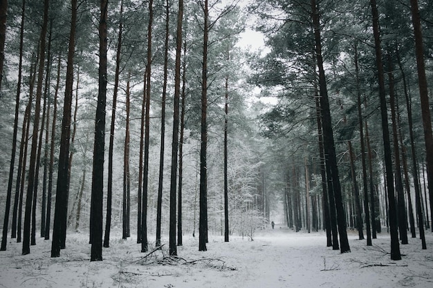 Foto bäume im wald im winter