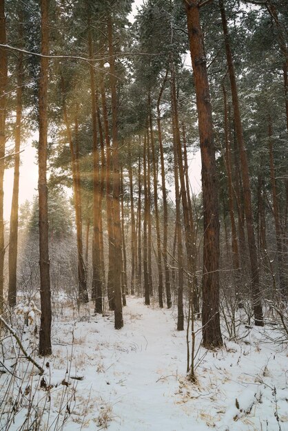 Foto bäume im wald im winter