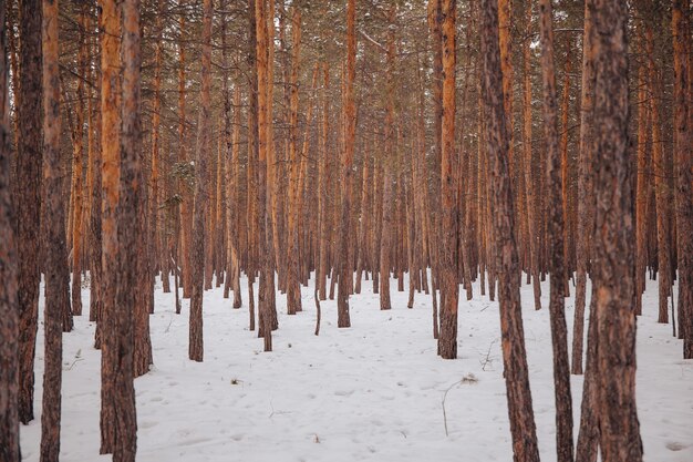 Bäume im Wald im Winter